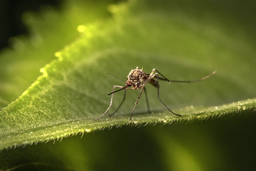Close-up of a mosquito resting on a leaf