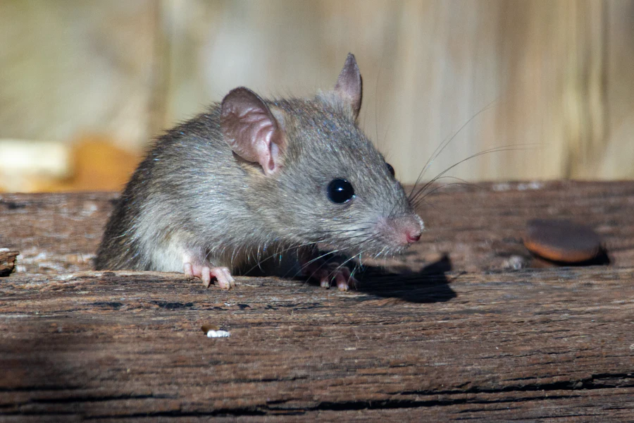 Rat perched on a piece of wood