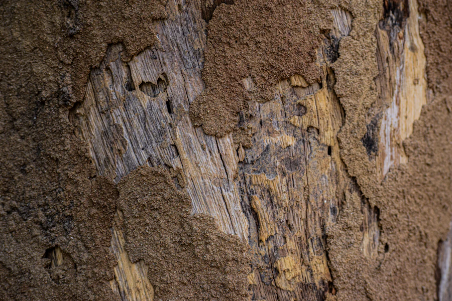 Termite mud tunneling across damaged wood